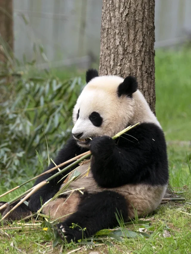 Zoo Atlanta announces giant pandas to return to China - vcsi.org